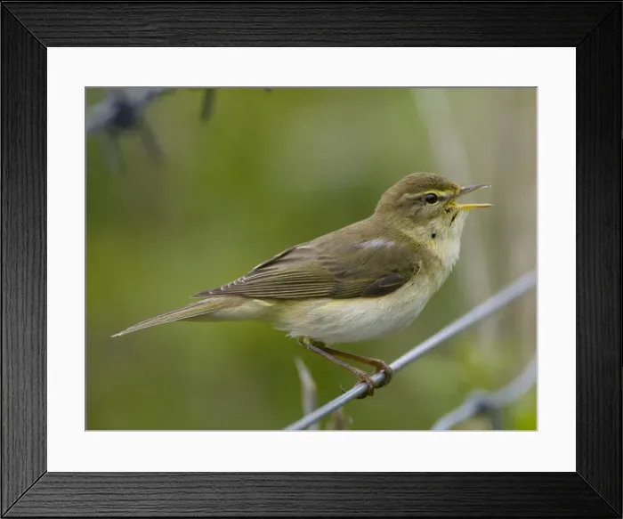 Framed Print : Willow Warbler - in song - Oxfordshire - UK - April Framed Print : Willow Warbler - in song - Oxfordshire - UK - April