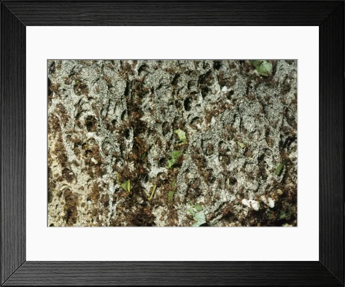 Framed Print : Leaf-cutter Ants - fungus garden in nest Framed Print : Leaf-cutter Ants - fungus garden in nest