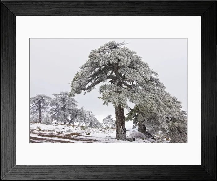 Framed Print : Ancient Black Pine forest - in snow and freezing fog, high in the Troodos Mountains, Greek Cyprus (south) Framed Print : Ancient Black Pine forest - in snow and freezing fog, high in the Troodos Mountains, Greek Cyprus (south)