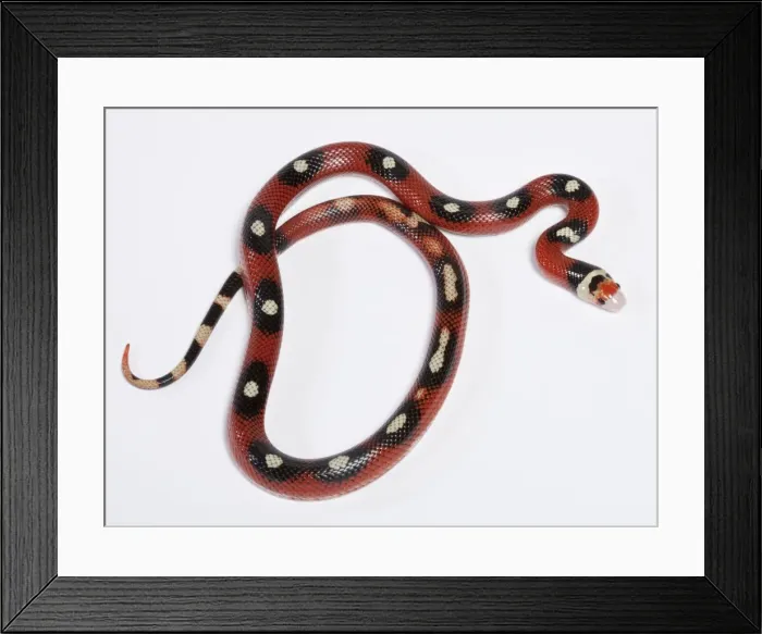 Framed Print : Honduran Milk Snake - “Motley” mutation - North and Central America - these snakes eat other snakes even venomous ones (ophiophagy) - some species of kingsnake have coloration Framed Print : Honduran Milk Snake - “Motley” mutation - North and Central America - these snakes eat other snakes even venomous ones (ophiophagy) - some species of kingsnake have coloration