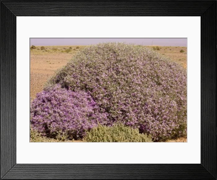 Framed Print : Spiny bushy crucifer Zilla spinosa in the Moroccan Sahara Desert, after very wet winter (spring 2009). Morocco