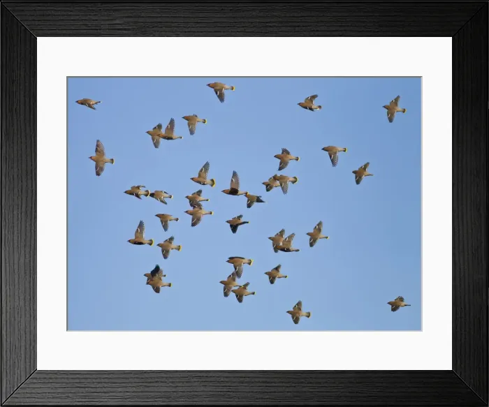 Framed Print : Waxwing - flock in flight - Oxon - UK - January Framed Print : Waxwing - flock in flight - Oxon - UK - January
