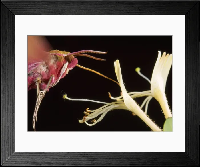 Framed Print : Elephant Hawk Moth - drinking from Honeysuckle flower - Europe Framed Print : Elephant Hawk Moth - drinking from Honeysuckle flower - Europe