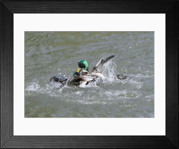 Framed Print : Mallard - two drakes fighting over duck during breeding season - Hessen - Germany Framed Print : Mallard - two drakes fighting over duck during breeding season - Hessen - Germany