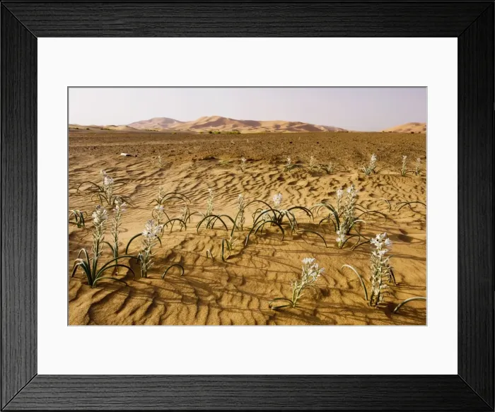Framed Print : Lily family, in the high Erg Chebbi sand dunes, Moroccan Sahara Desert, after very wet winter (spring 2009). Morocco Framed Print : Lily family, in the high Erg Chebbi sand dunes, Moroccan Sahara Desert, after very wet winter (spring 2009). Morocco