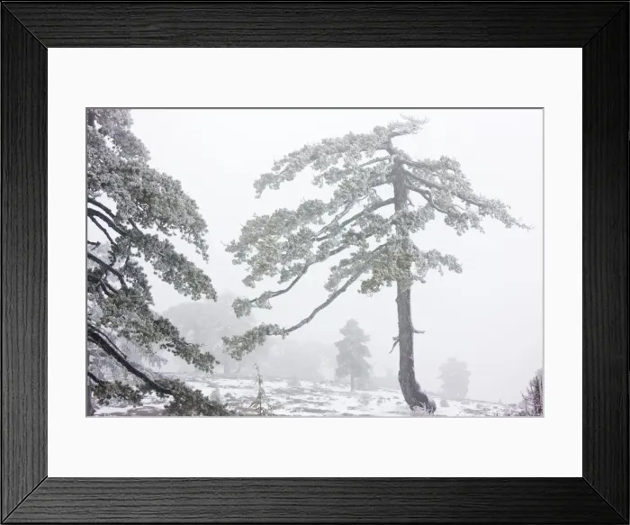 Framed Print : Ancient Black Pine forest - in snow and freezing fog, high in the Troodos Mountains, Greek Cyprus (south) Framed Print : Ancient Black Pine forest - in snow and freezing fog, high in the Troodos Mountains, Greek Cyprus (south)