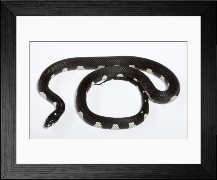 Framed Print : Honduran Milk Snake - “Mozaic” mutation - North and Central America - these snakes eat other snakes even venomous ones (ophiophagy) - some species of kingsnake have coloration Framed Print : Honduran Milk Snake - “Mozaic” mutation - North and Central America - these snakes eat other snakes even venomous ones (ophiophagy) - some species of kingsnake have coloration