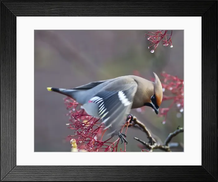 Framed Print : Waxwing - feeding on berries - Oxon - UK - December Framed Print : Waxwing - feeding on berries - Oxon - UK - December