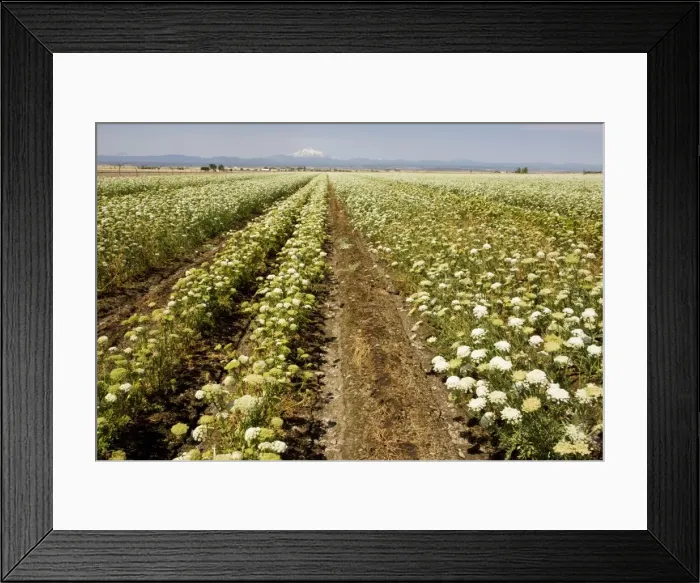 Framed Print : Carrots (Daucus carota) being grown as a seed crop, with Mt. Jefferson beyond, Oregon Framed Print : Carrots (Daucus carota) being grown as a seed crop, with Mt. Jefferson beyond, Oregon