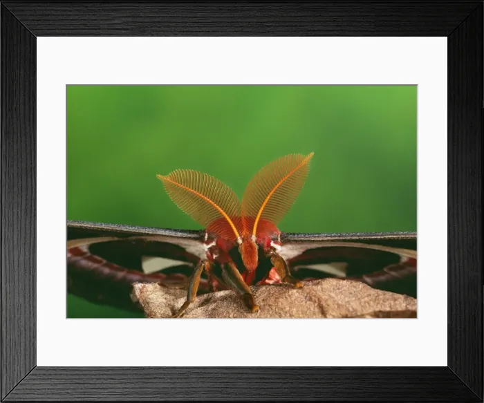 Framed Print : Atlas Moth - male - close up of antennae - Malaysia Framed Print : Atlas Moth - male - close up of antennae - Malaysia