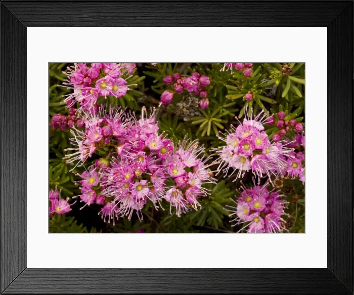 Framed Print : Purple Mountain Heath (Phyllodoce breweri) in masses near Winnemucca Lake in the Sierra Nevada, Carson Pass, California Framed Print : Purple Mountain Heath (Phyllodoce breweri) in masses near Winnemucca Lake in the Sierra Nevada, Carson Pass, California