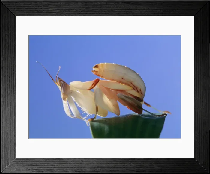 Framed Print : Orchid Mantis Framed Print : Orchid Mantis