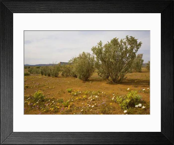 Framed Print : Old man saltbush (Atriplex nummularia) planted as a back-up fodder plant for drought years Framed Print : Old man saltbush (Atriplex nummularia) planted as a back-up fodder plant for drought years