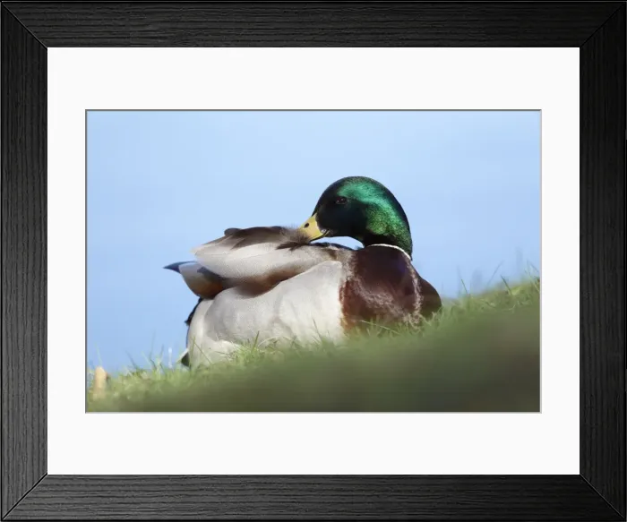 Framed Print : Mallard - drake preening plumage - Hessen - Germany Framed Print : Mallard - drake preening plumage - Hessen - Germany