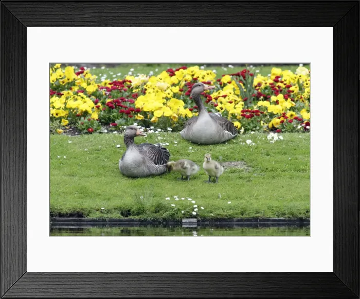 Framed Print : Greylag Goose - Parents resting with goslings at lake edge - Hessen - Germany Framed Print : Greylag Goose - Parents resting with goslings at lake edge - Hessen - Germany