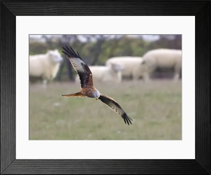 Framed Print : Red Kite - searching for food amongst sheep flock - Oxfordshire Downs - December Framed Print : Red Kite - searching for food amongst sheep flock - Oxfordshire Downs - December