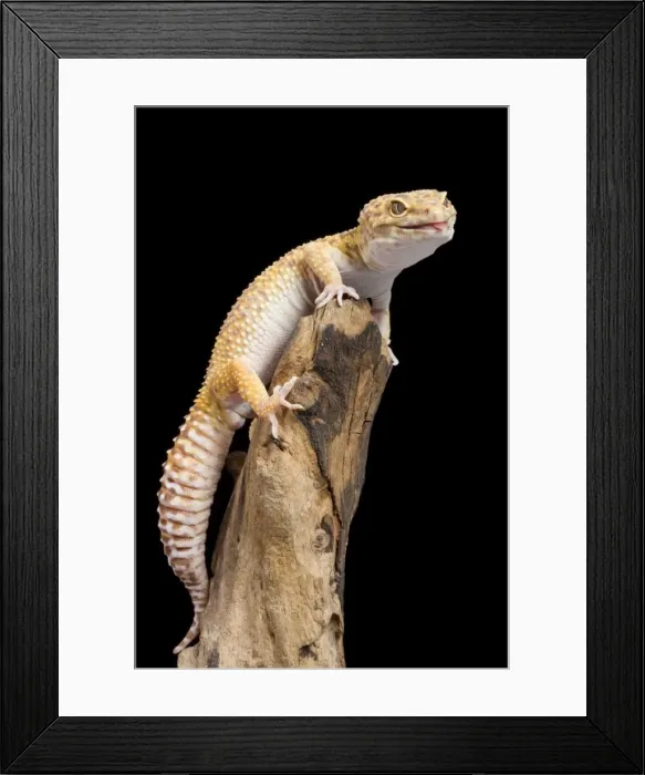 Framed Print : Leopard Gecko - Albino mutation - sticking tongue out - Middle East - India Framed Print : Leopard Gecko - Albino mutation - sticking tongue out - Middle East - India