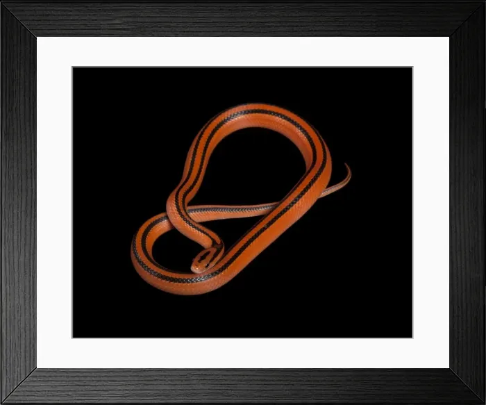 Framed Print : Black-banded Trinket Snake / Thai Bamboo Ratsnake / Red Mountain Racer - Asia Framed Print : Black-banded Trinket Snake / Thai Bamboo Ratsnake / Red Mountain Racer - Asia