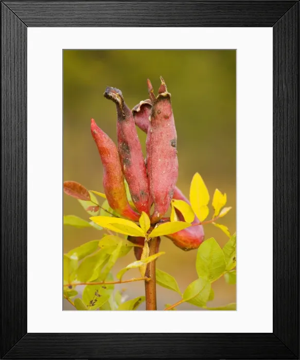 Framed Print : Galls on Terebinth (Pistacia terebinthus) caused by an aphid (Baizongia pistaciae), autumn. Provence Framed Print : Galls on Terebinth (Pistacia terebinthus) caused by an aphid (Baizongia pistaciae), autumn. Provence
