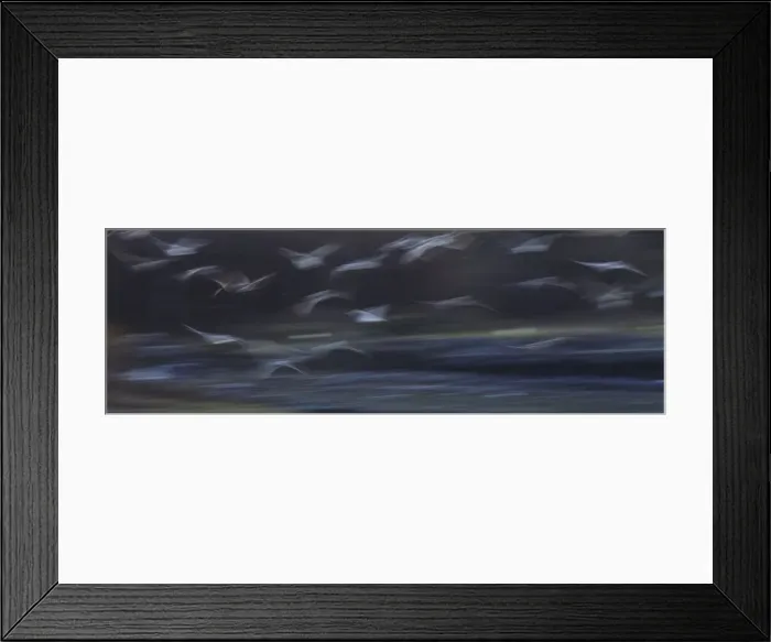 Framed Print : Seagulls - in flight - using a slow shutter speed to enhance movement Framed Print : Seagulls - in flight - using a slow shutter speed to enhance movement