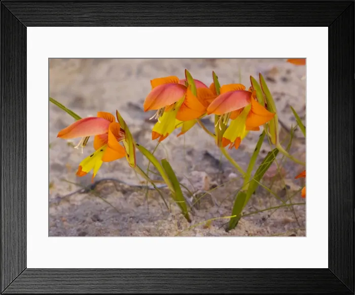 Framed Print : Dwarf wild Gladiolus, Gladiolus alatus, in the Cederberg Mountains, Cape, South Africa Framed Print : Dwarf wild Gladiolus, Gladiolus alatus, in the Cederberg Mountains, Cape, South Africa