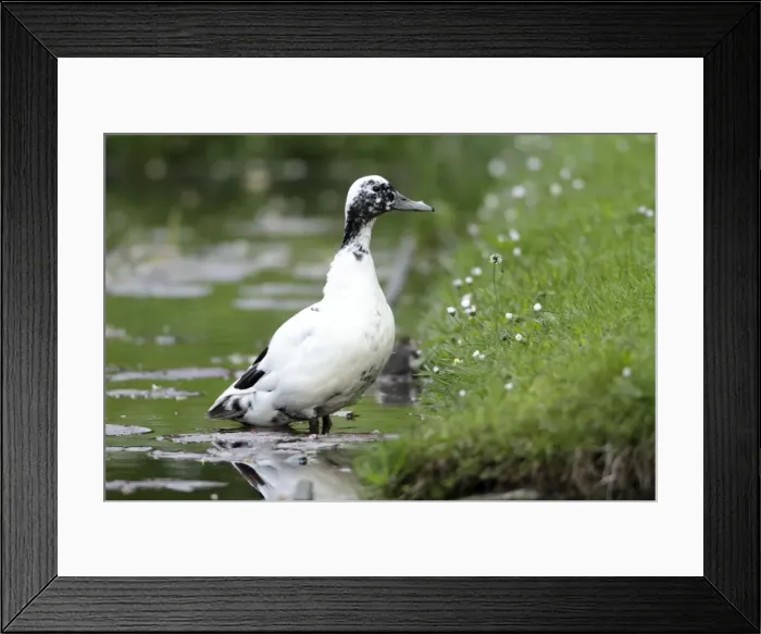 Framed Print : Mallard - hybrid bird at lake edge - Hessen - Germany Framed Print : Mallard - hybrid bird at lake edge - Hessen - Germany