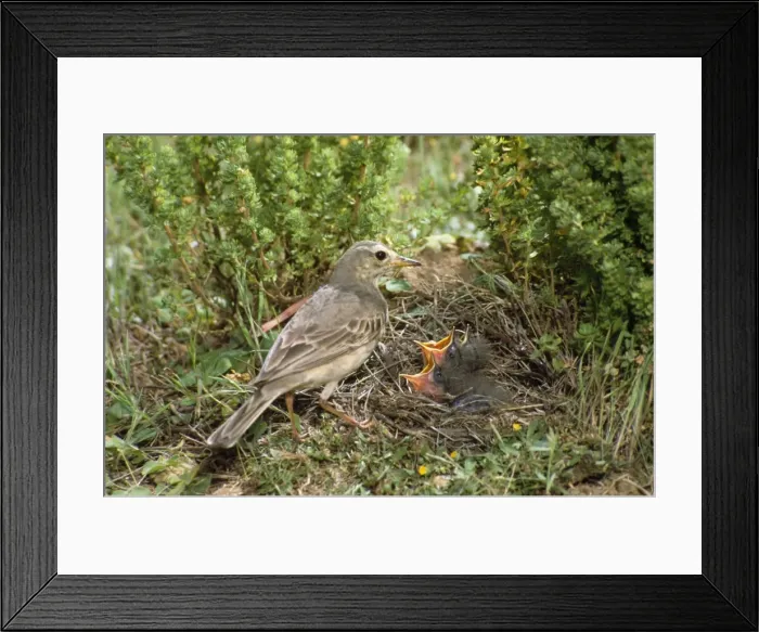 Framed Print : Richard's Pipit Framed Print : Richard's Pipit