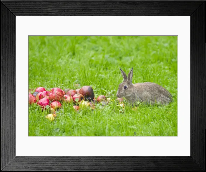 Framed Print : Rabbit - eating apples - Oxfordshire - UK - September Framed Print : Rabbit - eating apples - Oxfordshire - UK - September