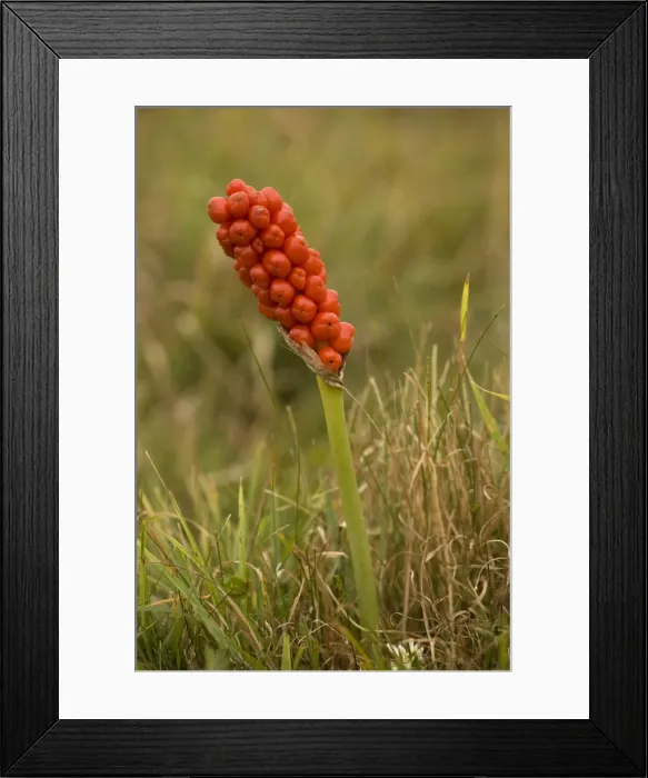 Framed Print : Lord's and ladies, or wild arum, (Arum maculatum) in fruit. Dorset Framed Print : Lord's and ladies, or wild arum, (Arum maculatum) in fruit. Dorset