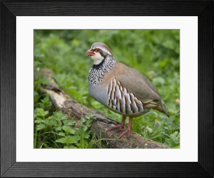 Framed Print : Red-legged Partridge - stood on log - calling - Oxfordshire - March Framed Print : Red-legged Partridge - stood on log - calling - Oxfordshire - March