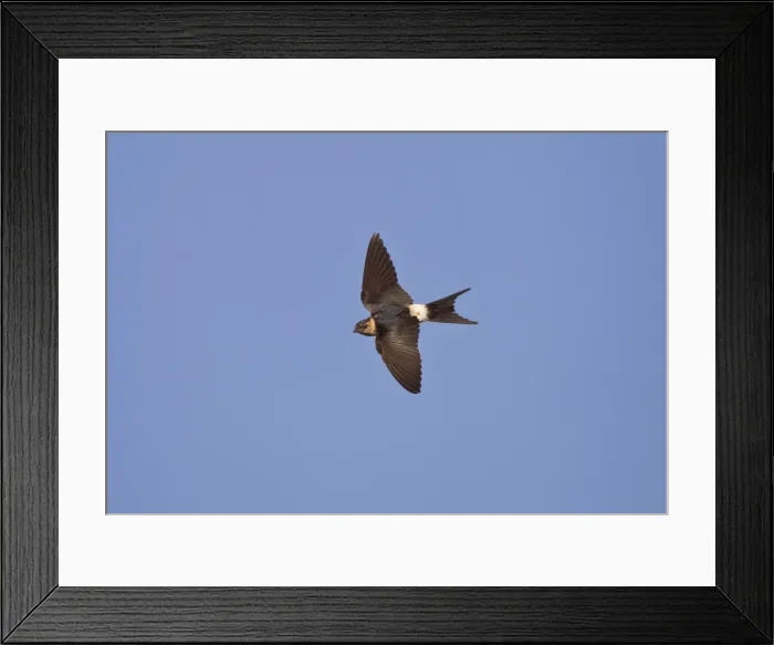 Framed Print : Red-rumped Swallow - juvenile in flight - Andalucia - Spain - September Framed Print : Red-rumped Swallow - juvenile in flight - Andalucia - Spain - September
