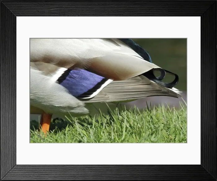 Framed Print : Mallard - drake showing wing spectrum - Hessen - Germany Framed Print : Mallard - drake showing wing spectrum - Hessen - Germany