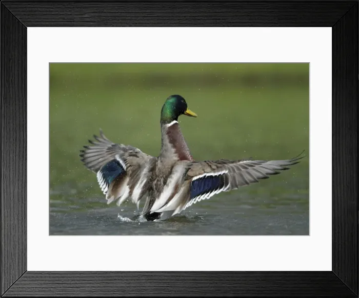 Framed Print : Mallard - drake on lake flapping wings - Hessen - Germany Framed Print : Mallard - drake on lake flapping wings - Hessen - Germany
