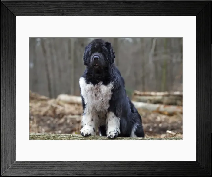 Framed Print : Newfoundland Dog Framed Print : Newfoundland Dog