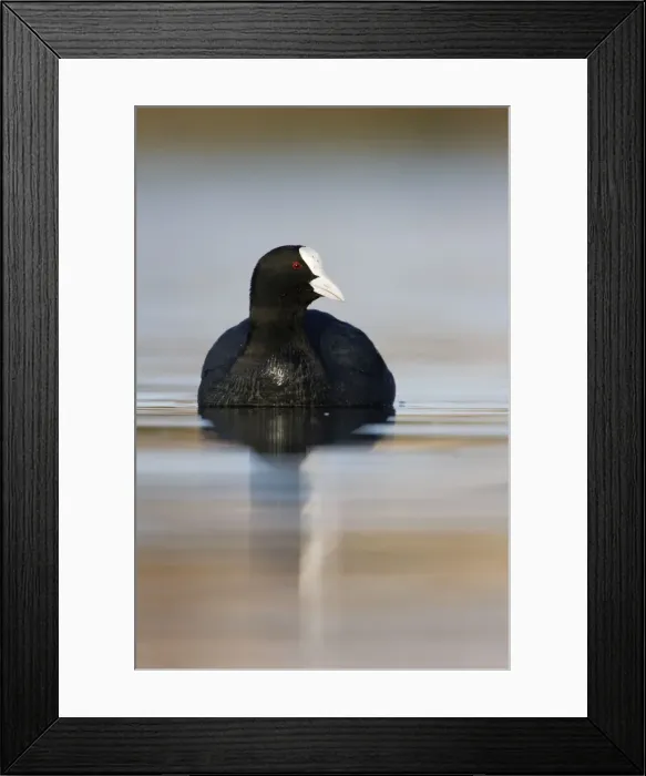 Framed Print : Coot - Bowesfield Nature Reserve - Cleveland - UK Framed Print : Coot - Bowesfield Nature Reserve - Cleveland - UK