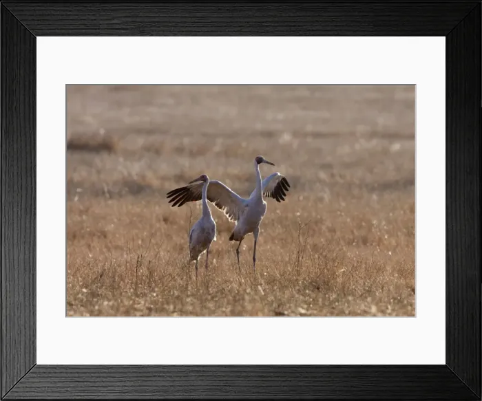 Framed Print : Brolga - with wings spread open - official bird emblem of the state of Queensland - Queenland - Australia Framed Print : Brolga - with wings spread open - official bird emblem of the state of Queensland - Queenland - Australia