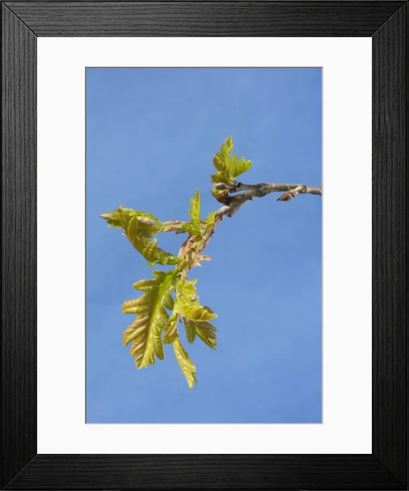 Framed Print : English / Pedunculate Oak - leaves Framed Print : English / Pedunculate Oak - leaves