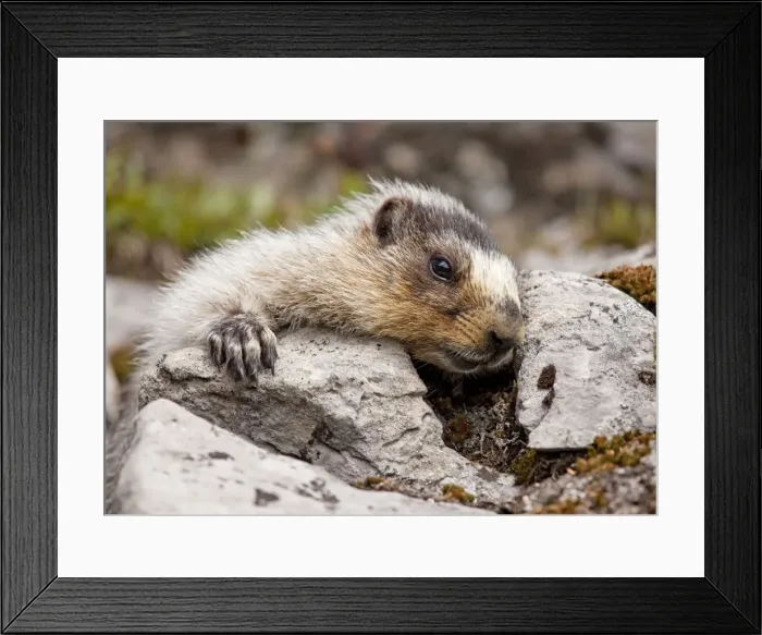 Framed Print : Hoary Marmot - above Chester Lake - Peter Lougheed Provincial Park near Kananaskis - Rockies - Canada