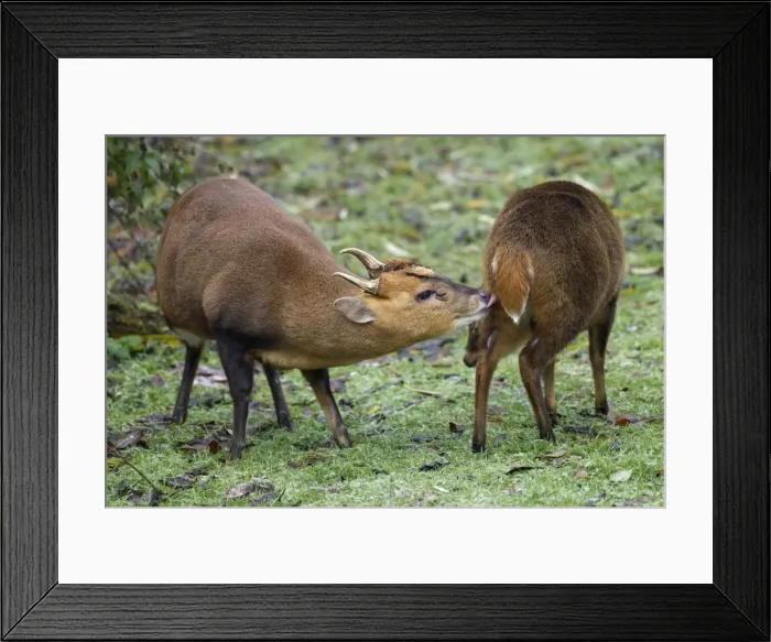 Framed Print : Muntjac Deer - male and female ready to mate - Oxfordshire - November Framed Print : Muntjac Deer - male and female ready to mate - Oxfordshire - November