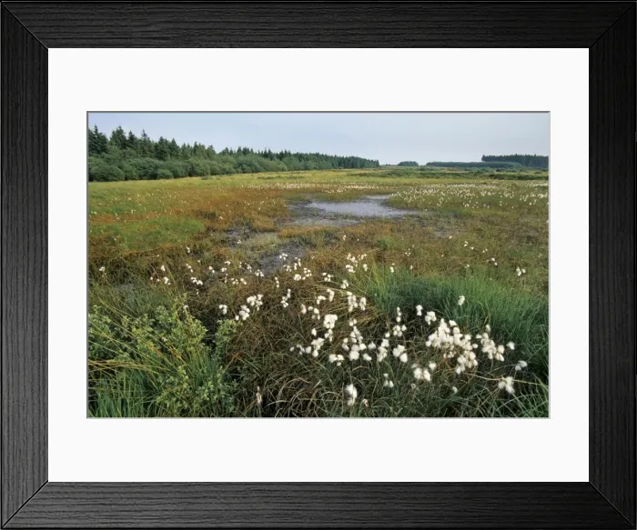 Framed Print : Old Pingo / Hydro Laccolith / Pingas - High Fens Belgium Framed Print : Old Pingo / Hydro Laccolith / Pingas - High Fens Belgium