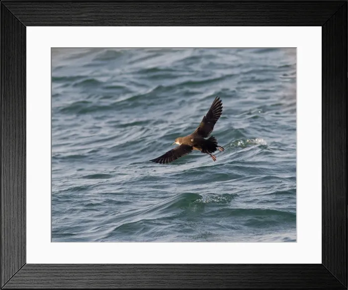 Framed Print : Balearic Shearwater - in flight over the sea - Dorset UK - July Framed Print : Balearic Shearwater - in flight over the sea - Dorset UK - July