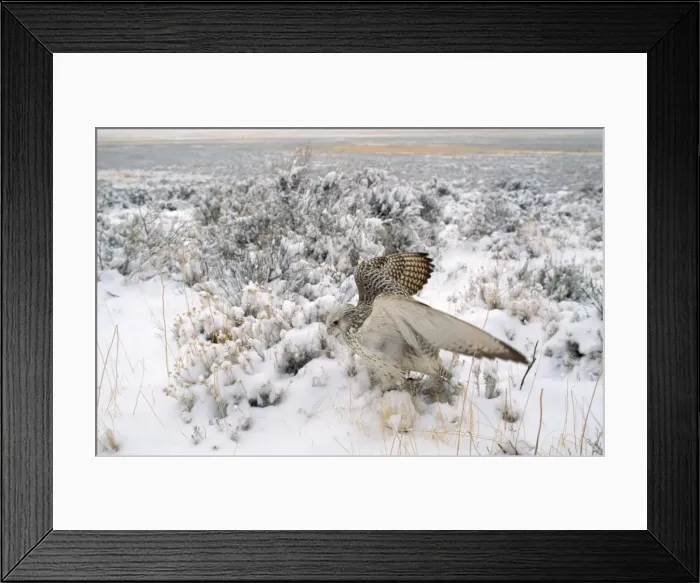 Framed Print : Gyr Falcon - in snow Framed Print : Gyr Falcon - in snow