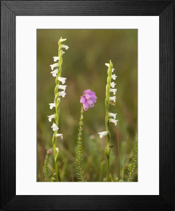 Framed Print : Summer Ladies Tresses (Spiranthes aestivalis); Cherbourg Peninsula, N. France. Recently extinct in UK. With Cross-leaved Heath (Erica tetralix) Framed Print : Summer Ladies Tresses (Spiranthes aestivalis); Cherbourg Peninsula, N. France. Recently extinct in UK. With Cross-leaved Heath (Erica tetralix)