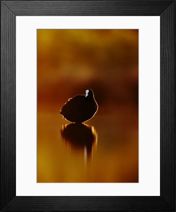 Framed Print : Coot - rim-lit by light from the rising sun on the horizon - Bowesfield Nature Reserve - Cleveland - UK