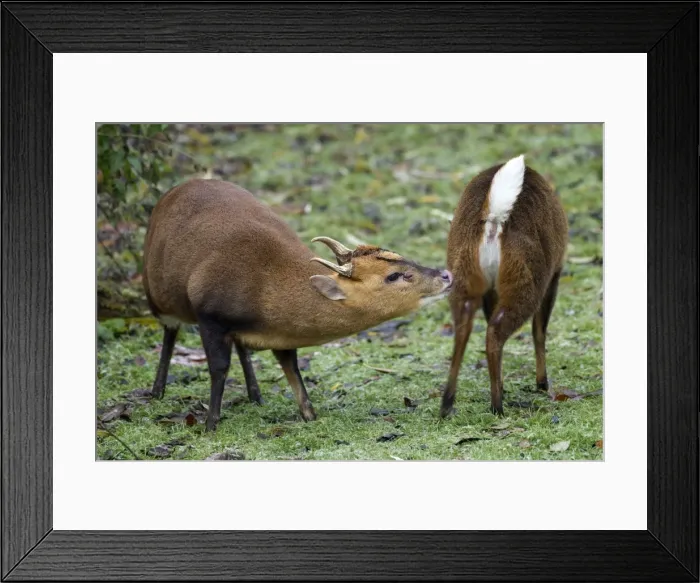 Framed Print : Muntjac Deer - male and female ready to mate - Oxfordshire - November Framed Print : Muntjac Deer - male and female ready to mate - Oxfordshire - November