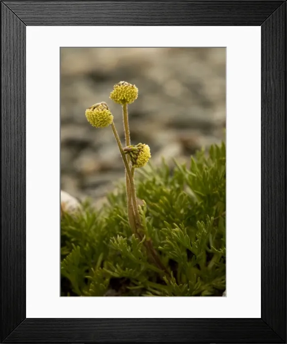 Framed Print : Norwegian mugwort (Artemisia norvegica); very rare, in Scotland and Norway Framed Print : Norwegian mugwort (Artemisia norvegica); very rare, in Scotland and Norway