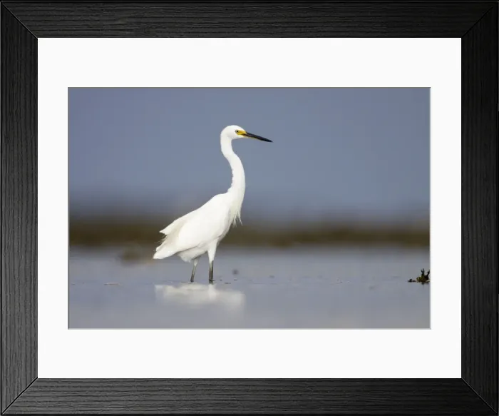 Framed Print : Intermediate Egret - wading in shallow sea water - Queensland - Australia Framed Print : Intermediate Egret - wading in shallow sea water - Queensland - Australia