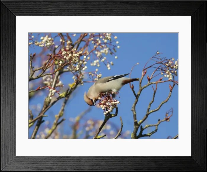 Framed Print : Waxwing - feeding on berries - Oxon - UK - January Framed Print : Waxwing - feeding on berries - Oxon - UK - January