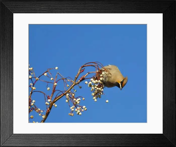 Framed Print : Waxwing - feeding on berries - Oxon - UK - January Framed Print : Waxwing - feeding on berries - Oxon - UK - January
