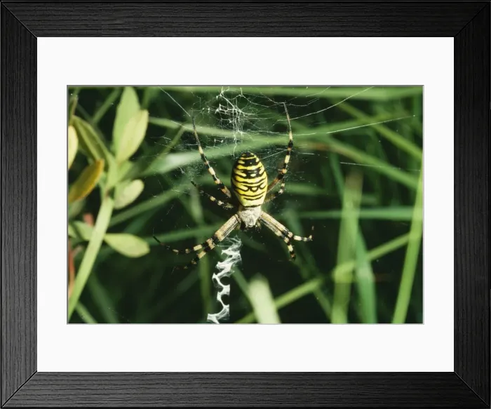 Framed Print : Spider - at web Framed Print : Spider - at web